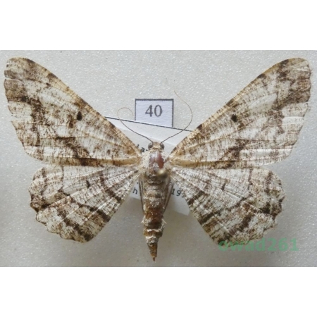 Peribatodes umbraria (Hübner, 1809) female Bulgaria40